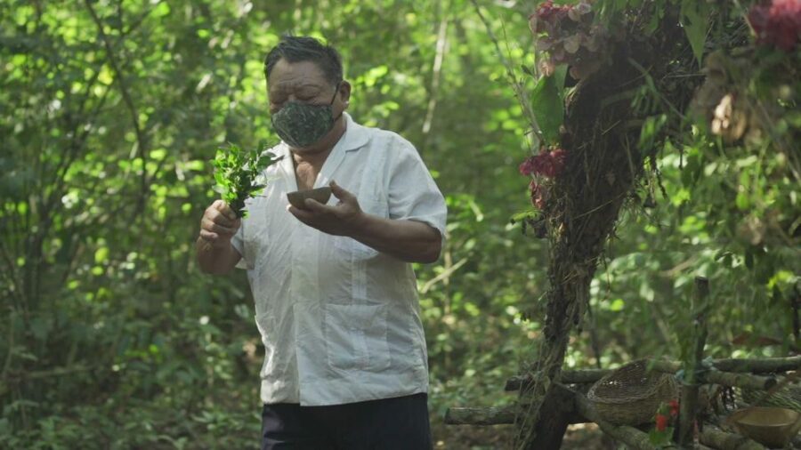 From Riviera Maya: Coba, Punta Laguna and Cenote Day Trip - Tour Overview