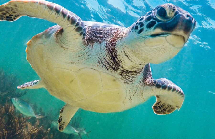 From Riviera Maya: Tulum, Cenote, & Akumal Turtle Swim Trip