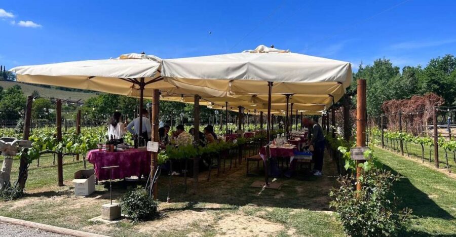 From Rome: Tuscany Full Day Wine Tasting Tour, Small Group