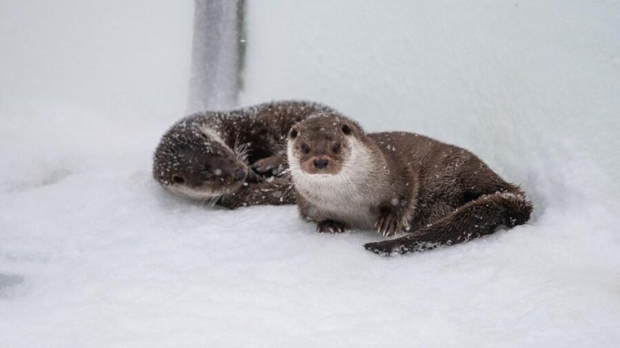 From Rovaniemi: Private Tour to Ranua Zoo