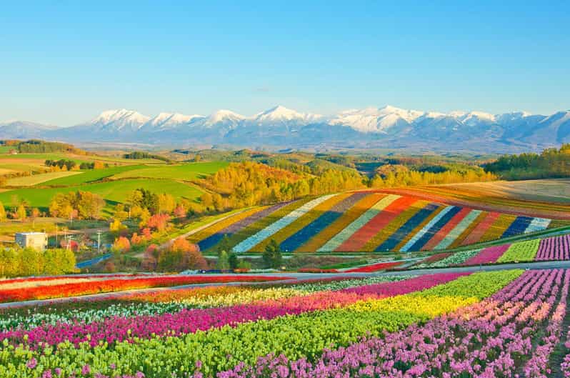 From Sapporo: Hokkaido Day Tour With Lunch Options
