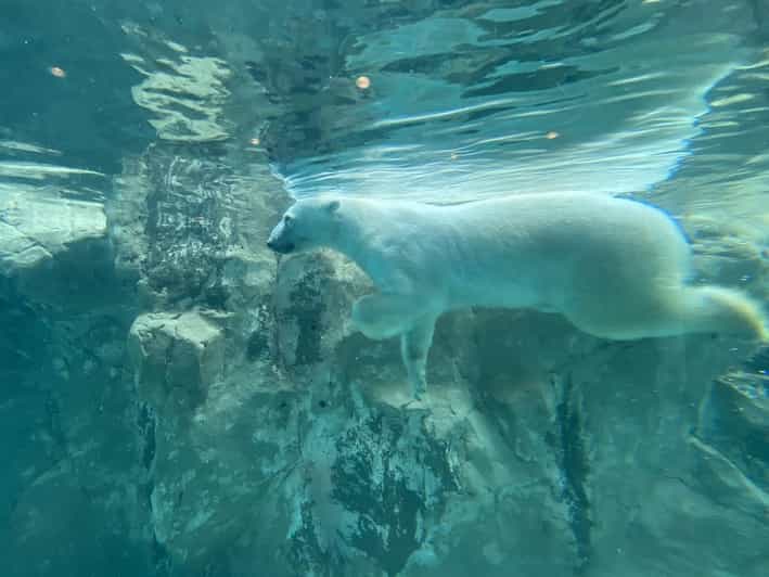 From Sapporo: the Famous Asahiyama Zoo, the Beautiful Biei and Furano