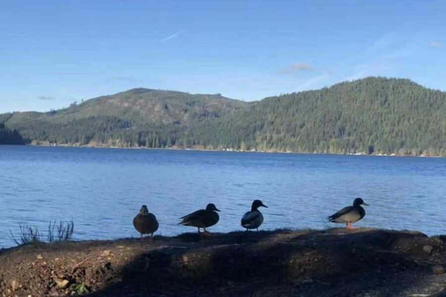 From Seattle: Olympic National Park Full-Day Tour
