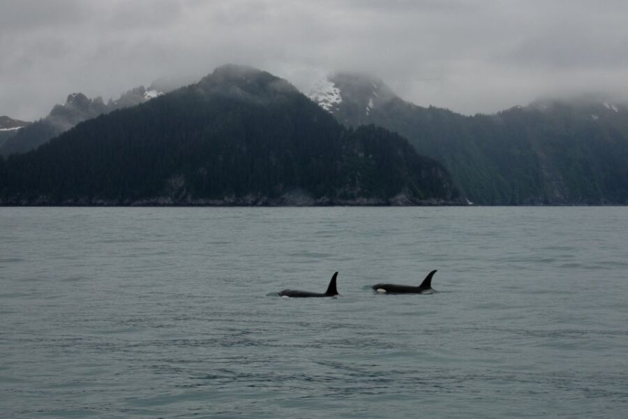 From Seward: Half-Day Resurrection Bay Wildlife Cruise Tour