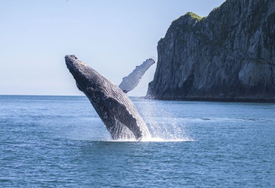 From Seward: Kenai Fjords National Park Cruise With Lunch