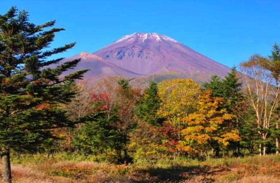 From Shinjuku: Mt. Fuji and Shine Muscat Grape Picking 1-Day Tour