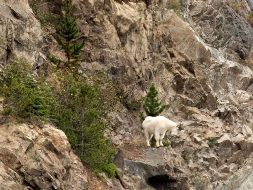 From Skagway: White Pass and Yukon Suspension Bridge Tour