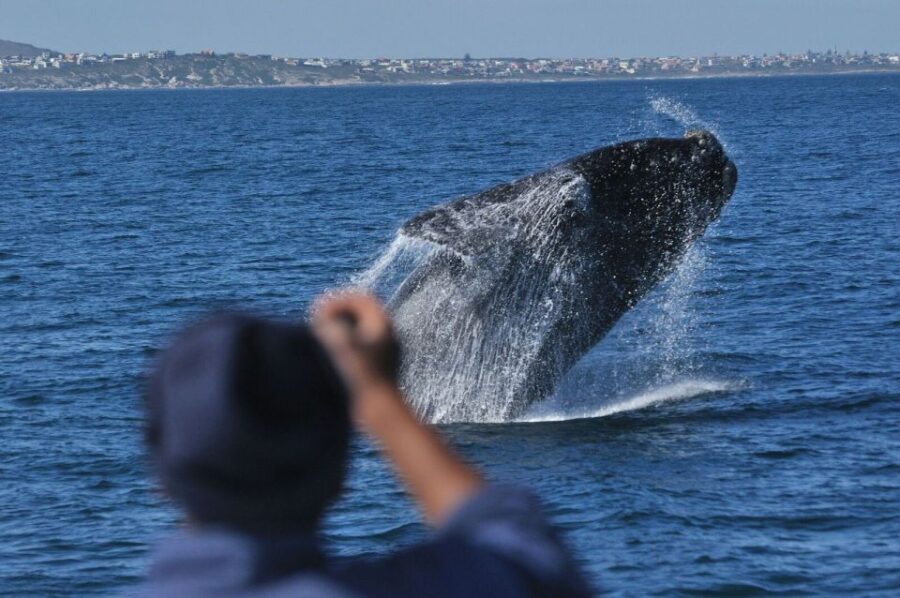 From Stellenbosch: Hermanus Whale Route Tour
