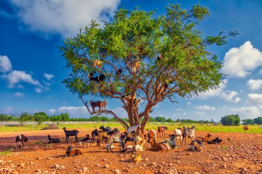 From Taghazout: Tree-Climbing Goats Sightseeing Tour