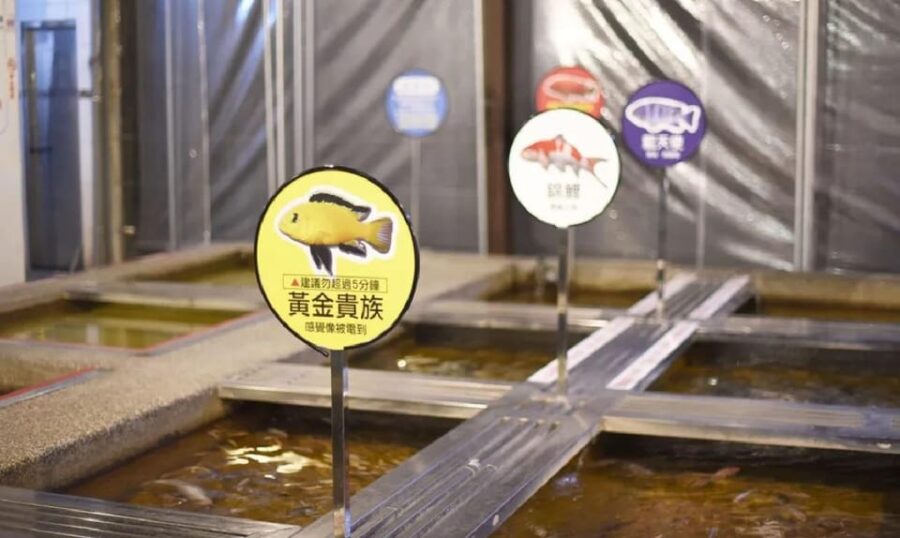 From Taipei: Yilan Funny Animal & Natural Day Tour