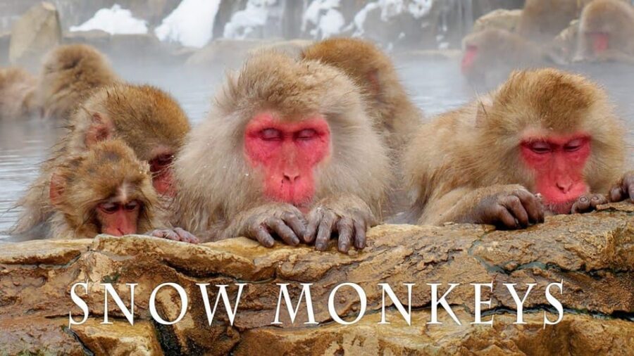 From Tokyo Memorable Snow Monkey Park & Zenkoji Temple Tour.