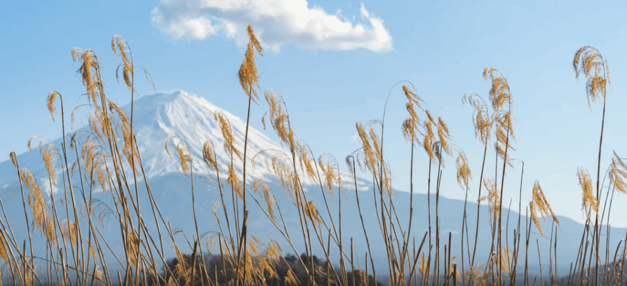 From Tokyo – Mount Fuji Classic Highlight Joiner Day Tour