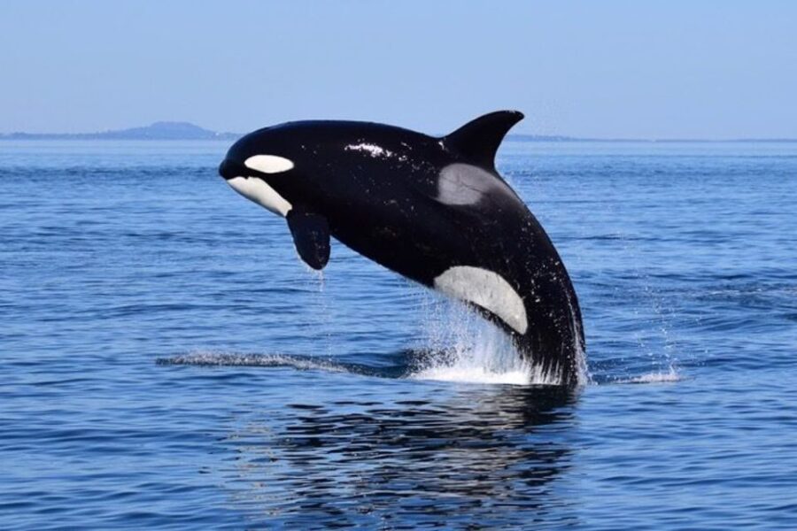 From Victoria: Whale Watching Tour by Zodiac Boat
