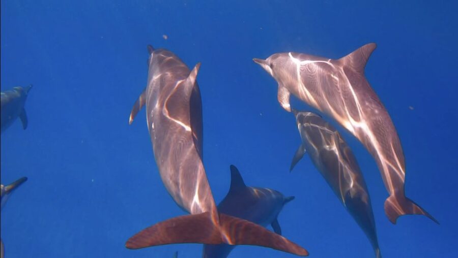 From Waikiki: Turtle Canyon Snorkeling Tour