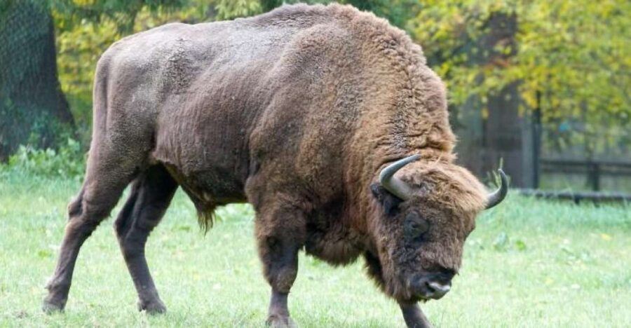 From Warsaw: Small-Group Tour to Bialowieza National Park