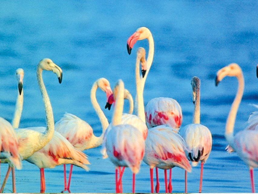 From Yala: Hidden Gems of Bundala National Park
