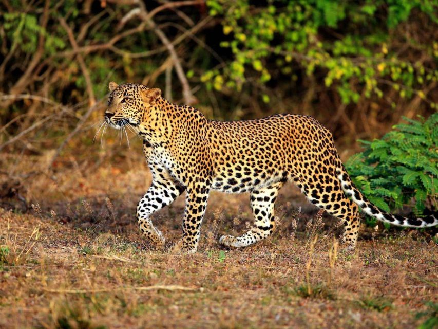 From Yala: Private Half-Day Safari at Yala National Park
