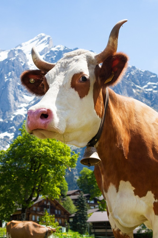 From Zurich: Chocolate & Cheese Factory, the Rhine Falls - Tour Overview