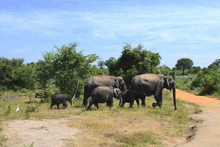 From:Galle/Mirissa Transfer to Ella With Udawalawe Safari - Tour Overview and Pricing
