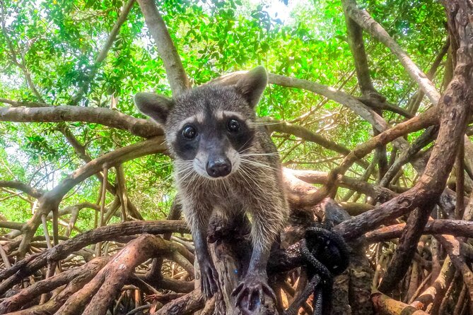 Full Day Adventure Isla Barú + Mangroves + Snorkeling + Bioluminescent Plankton