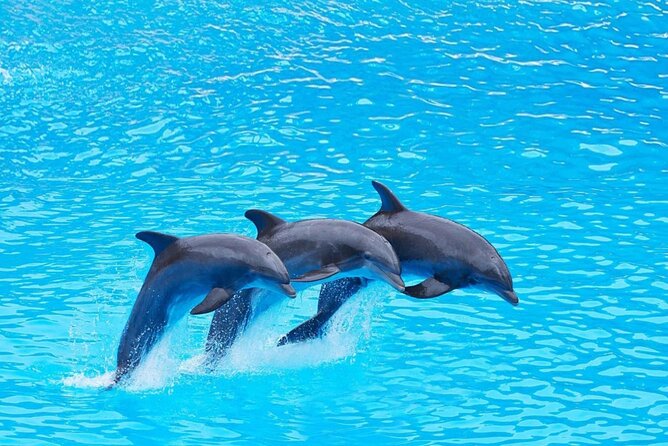 Full Day Boat Trip to Dolphins House With Lunch in Hurghada