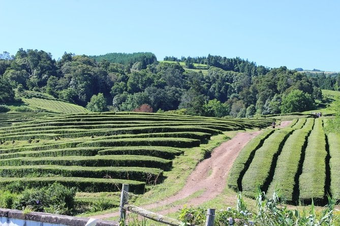 Full Day Furnas, Povoação and Nordeste (East Side of the Island)