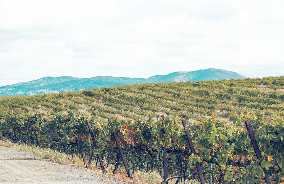 Full-Day Inclusive Wine Tasting Tour From Santa Barbara