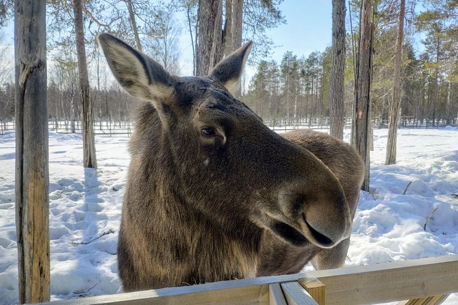 Full Day Lapland Tour, Including Lunch and Dinner - Tour Overview