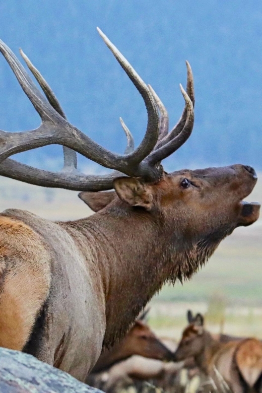 Full-Day RMNP Over the Top Tour – RMNPhotographer