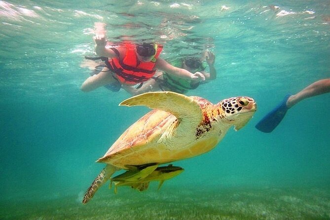 Full Day Tour to Tulum Cenote and Swim With Turtles in Akumal