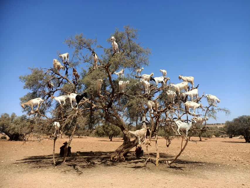 Full Day Trip From Marrakech To Essaouira Mogador