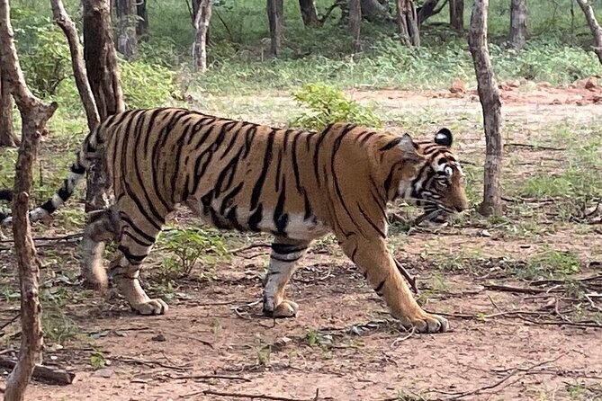 Full-Day Trip to Ranthambore National Park From Jaipur