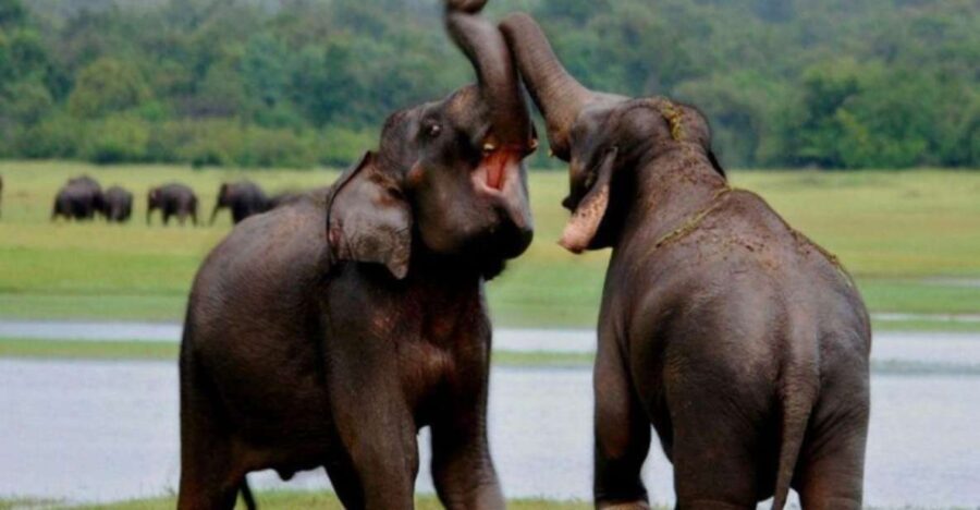 25 Best Safari Tours In Udawalawe Elephant Transit Home