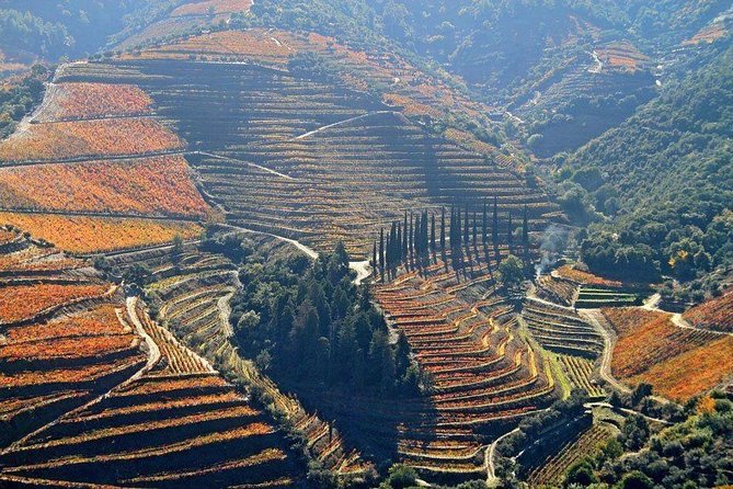 Full Day, Wine Tasting, River Cruise and Lunch From Porto
