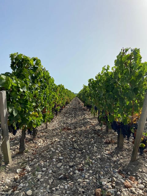 8 Best Tours In Margaux