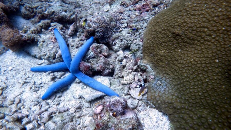 Fullday 2 Dives at Our House Reef in the Heart of Phuket - Pricing and Booking Details