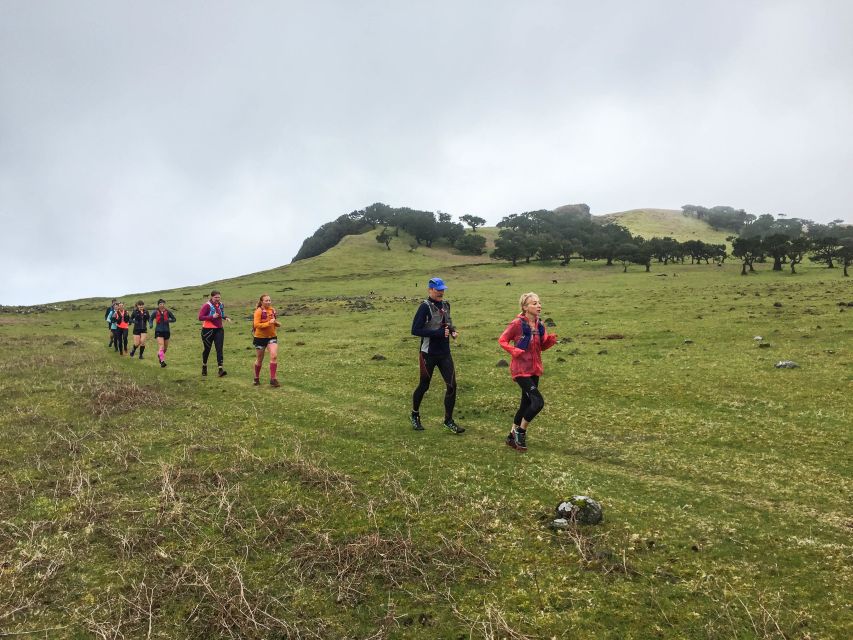 Funchal: Fanal Ancient Forest Running Tour