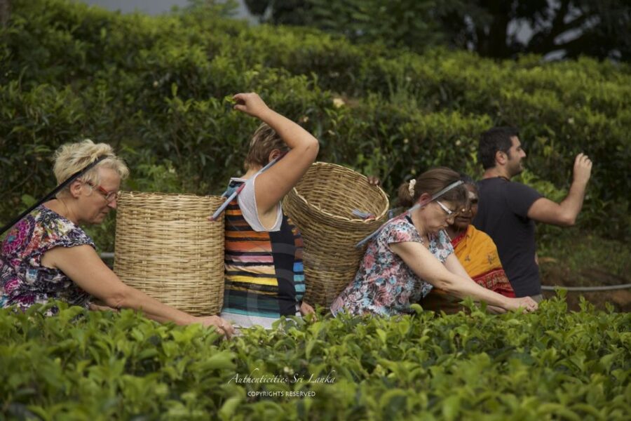 Galle Day Tour With River Safari,Sea Turtle & Tea Plantation