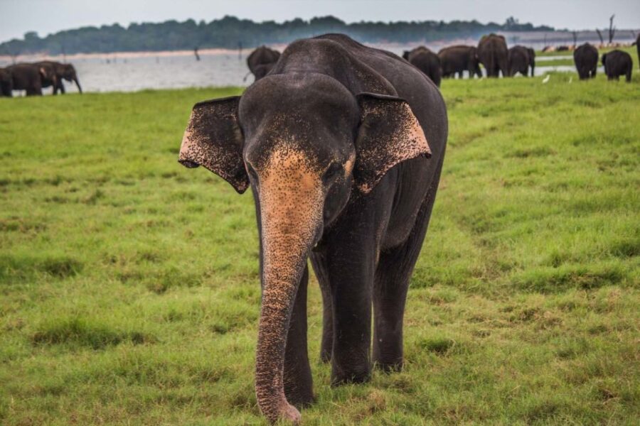 Galle/Unawatuna/Mirissa: Udawalawe Safari