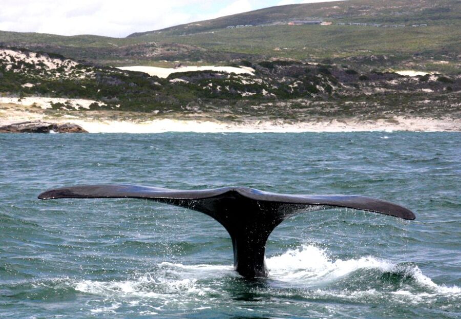 2 Best Cruises And Boat Tours In Garden Route