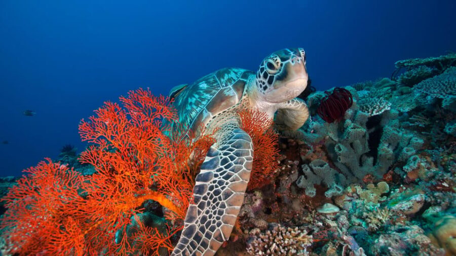 Gili Islands: 3 Island BBQ Day Cruise Snorkeling Tour