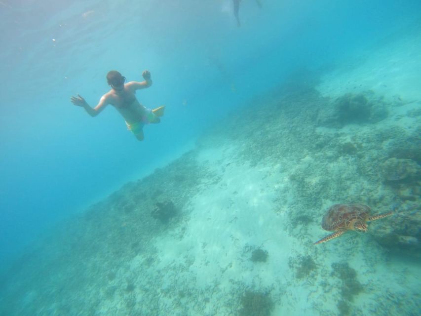Gili T Island: Gili Snorkeling Day Trip Swim With Turtles - Overview and Pricing