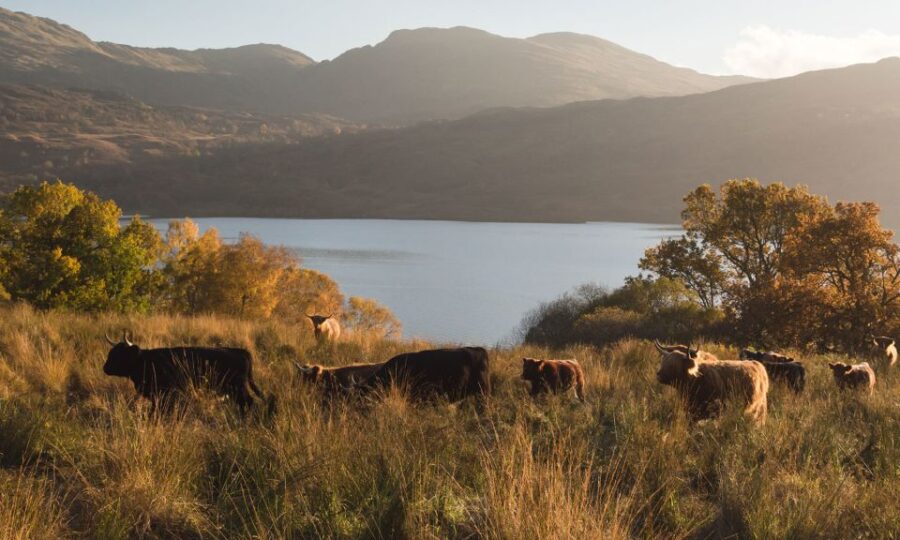 Glasgow and Scottish Lakes Tour in Italian