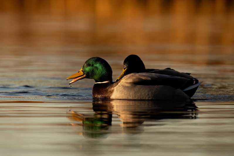 Glasgow: Beginners Wildlife Photography Workshop