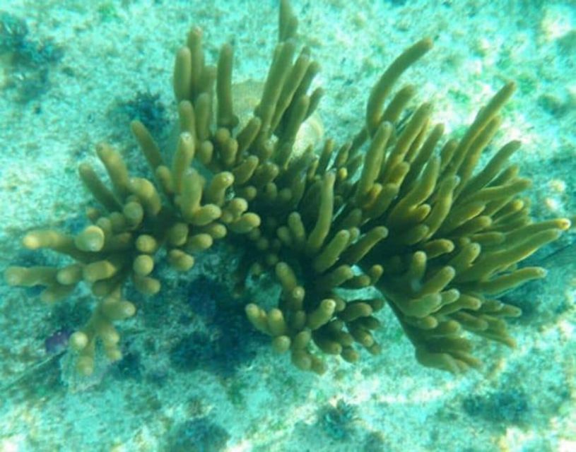 Glass Bottom Boat Ride in Trincomalee - Activity Overview