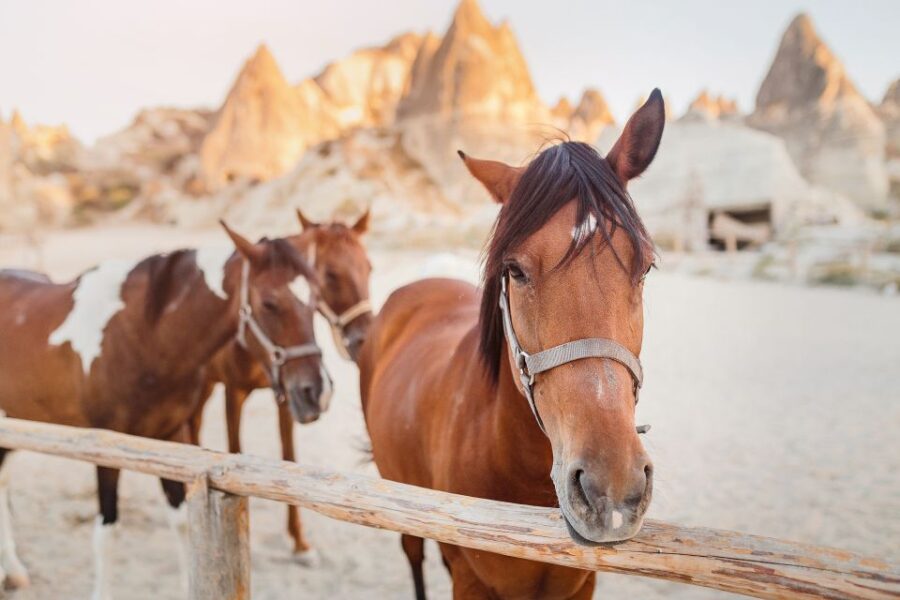 Göreme: Horseback Riding Experience in Cappadocia - Tour Experience and Highlights