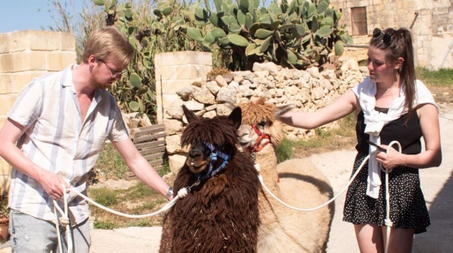 Gozo Alpaca Walks : With Feeding and Farm Visit - Activity Overview and Pricing