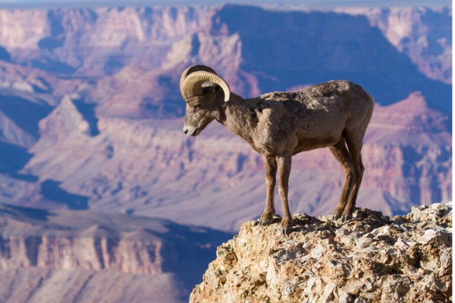 Grand Canyon: Self-Guided South Rim Tour - Tour Overview