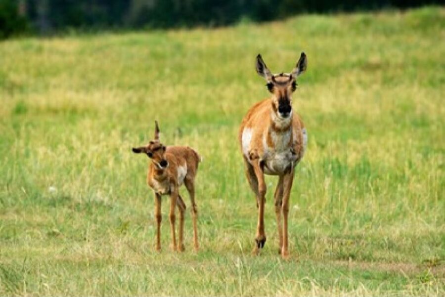 Grand Teton National Park: 4-Hour Guided Wildlife Adventure