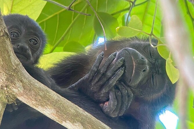 Guided Tour in Manuel Antonio National Park!
